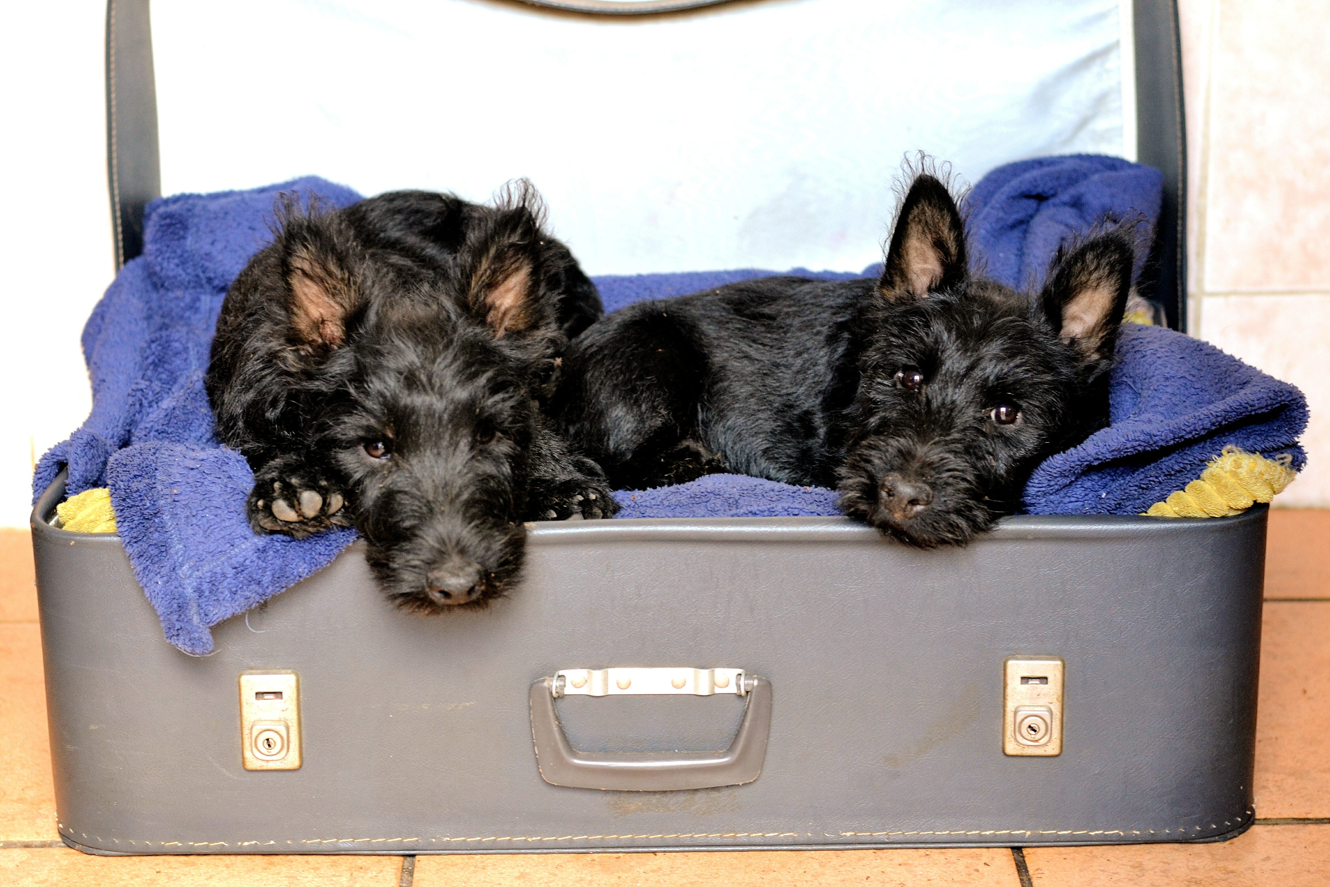 Viajar con tu mascota y sin equipaje